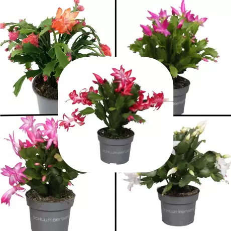 Craciunel Mix 5 Culori - Schlumbergera Truncata la Ghiveci - Inaltime 20 - 25 cm