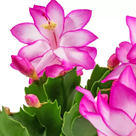 Craciunel Royal Pink - Schlumbergera Truncata la Ghiveci - Inaltime 20 - 25 cm