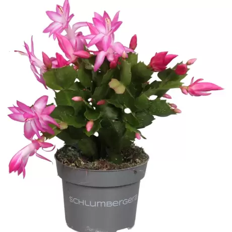 Craciunel Royal Pink - Schlumbergera Truncata la Ghiveci - Inaltime 20 - 25 cm