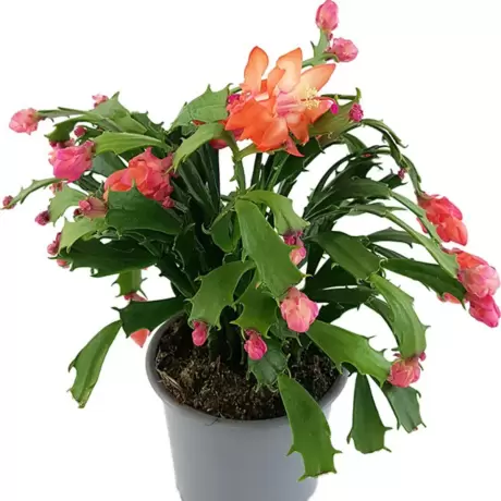 Craciunel Portocaliu - Schlumbergera Truncata la Ghiveci - Inaltime 20 - 25 cm