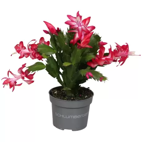 Craciunel Rosu - Schlumbergera Truncata la Ghiveci - Inaltime 20 - 25 cm