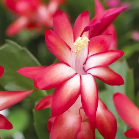 Craciunel Rosu - Schlumbergera Truncata la Ghiveci - Inaltime 20 - 25 cm