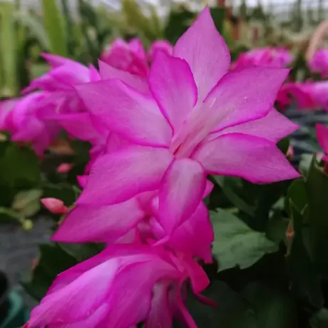 Craciunel Roz - Schlumbergera Truncata la Ghiveci - Inaltime 20 - 25 cm