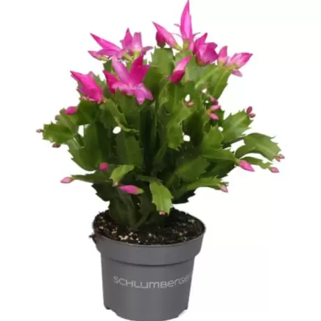 Craciunel Roz - Schlumbergera Truncata la Ghiveci - Inaltime 20 - 25 cm