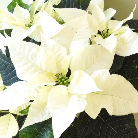 Craciunita Alba - Poinsettia la Ghiveci - Inaltime 25 - 30 cm