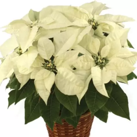 Craciunita Alba - Poinsettia la Ghiveci - Inaltime 25 - 30 cm