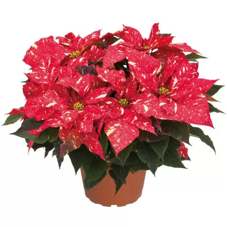 Craciunita Bicolor - Poinsettia la Ghiveci - Inaltime 25 - 30 cm