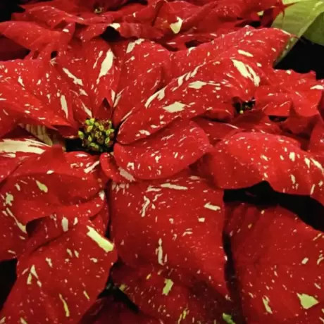 Craciunita Bicolor - Poinsettia la Ghiveci - Inaltime 25 - 30 cm