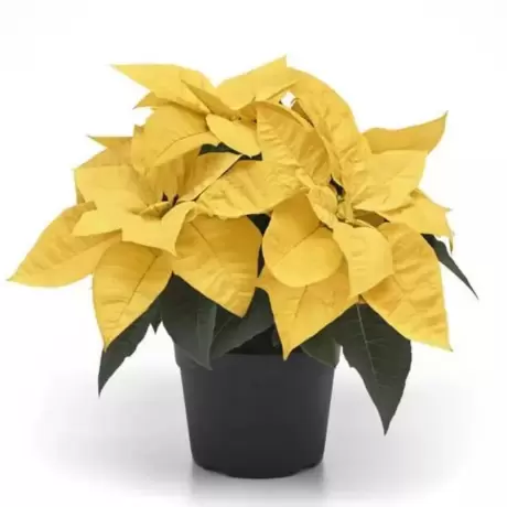 Craciunita Galbena - Poinsettia la Ghiveci - Inaltime 25 - 30 cm