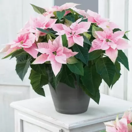 Craciunita - Poinsettia Melba la Ghiveci - Inaltime 25 - 30 cm