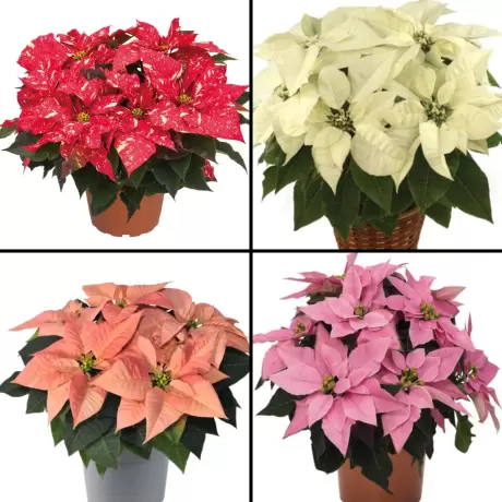 Craciunita Mix 4 Culori - Poinsettia la Ghiveci - Inaltime 25 - 30 cm