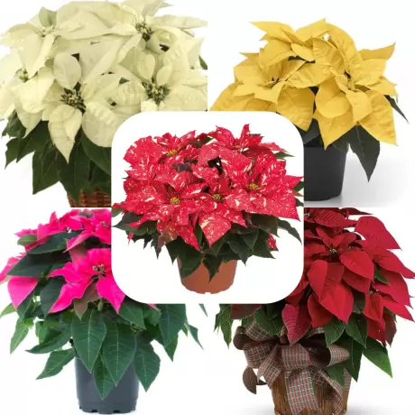 Craciunita Mix 5 Culori - Poinsettia la Ghiveci - Inaltime 25 - 30 cm