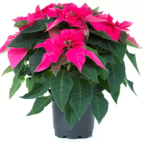 Craciunita Roz - Poinsettia la Ghiveci - Inaltime 25 - 30 cm