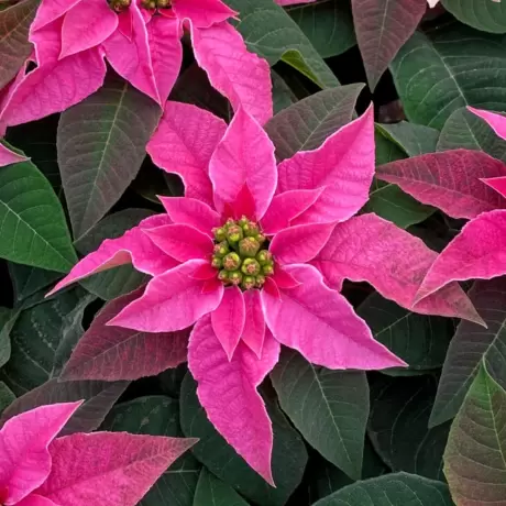 Craciunita Roz - Poinsettia la Ghiveci - Inaltime 25 - 30 cm