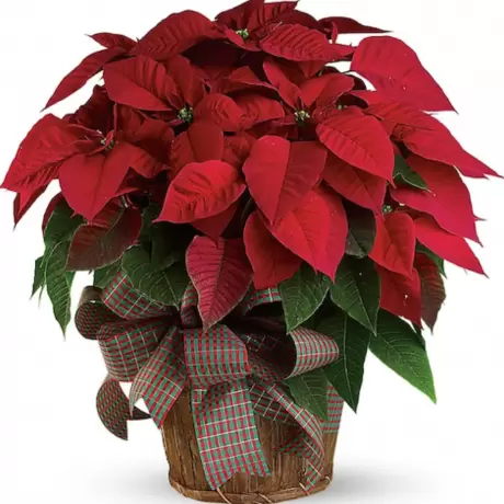 Craciunita Rosie - Poinsettia la Ghiveci - Inaltime 25 - 30 cm