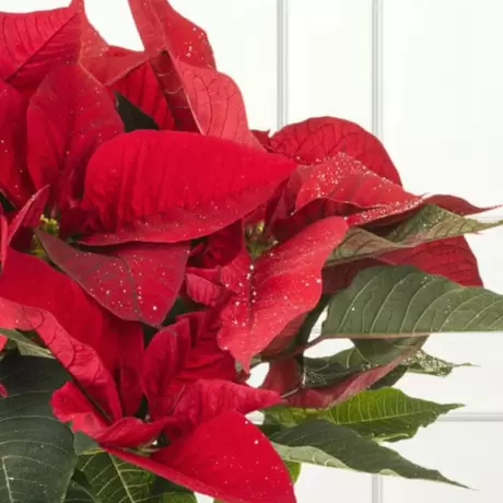 Craciunita Rosie pe Tulpina Inalta - Poinsettia la Ghiveci - Inaltime 40 - 50 cm