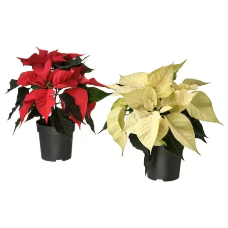 Craciunita Mix 2 Culori - Poinsettia la Ghiveci - Inaltime 25 - 30 cm