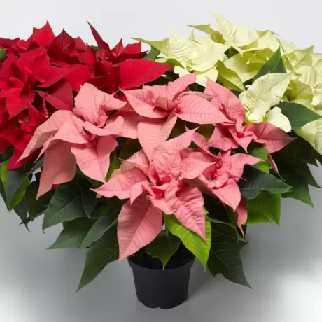 Craciunita Mix 3 Culori - Poinsettia la Ghiveci - Inaltime 25 - 30 cm