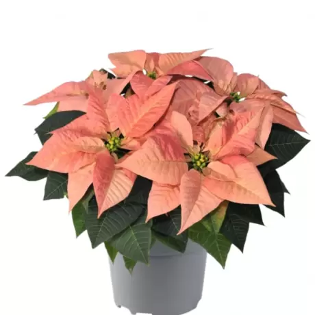 Craciunita Portocalie - Poinsettia la Ghiveci - Inaltime 25 - 30 cm