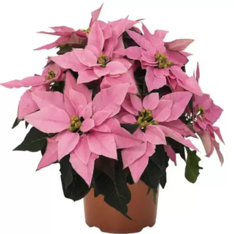 Craciunita - Poinsettia Pink la Ghiveci - Inaltime 25 - 30 cm