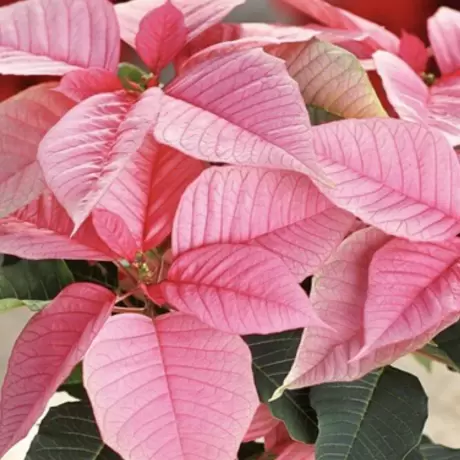 Craciunita - Poinsettia Pink la Ghiveci - Inaltime 25 - 30 cm