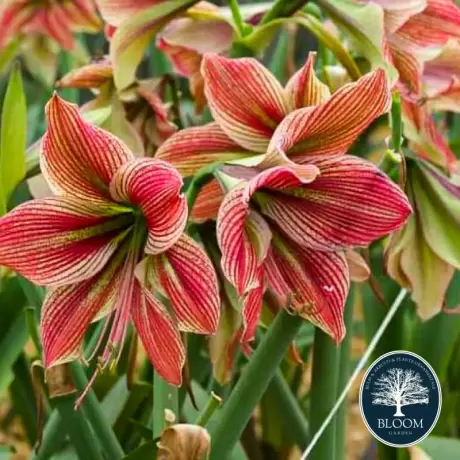 Bulbi de Amaryllis - Hippeastrum Red Magic 