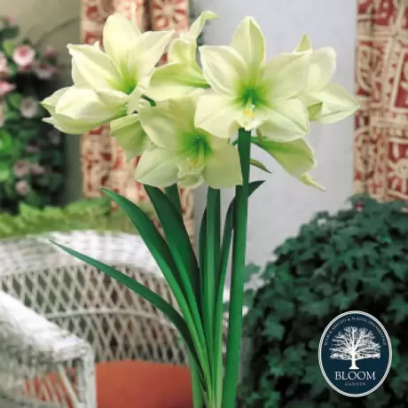 Bulbi de Amaryllis - Hippeastrum Limona 