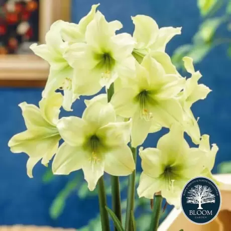 Bulbi de Amaryllis - Hippeastrum Lemon Lime 