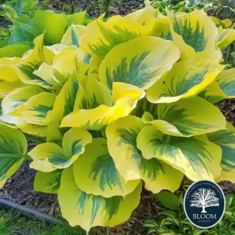 Hosta - Crin de Toamnă Ivory Coast