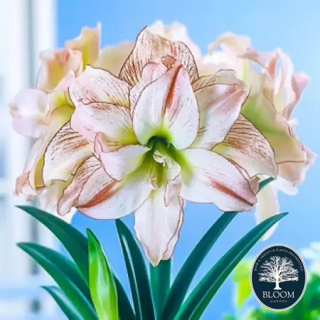 Bulbi de Amaryllis - Hippeastrum Aphrodite