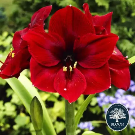 Bulbi de Amaryllis - Hippeastrum Arabian Night 