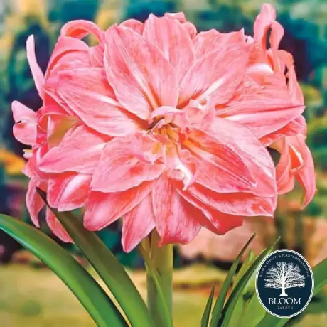 Bulbi de Amaryllis - Hippeastrum Double Lady Jane 