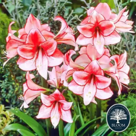 Bulbi de Amaryllis - Hippeastrum Charisma 