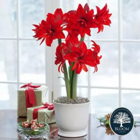 Bulbi de Amaryllis - Hippeastrum Double Delicious 