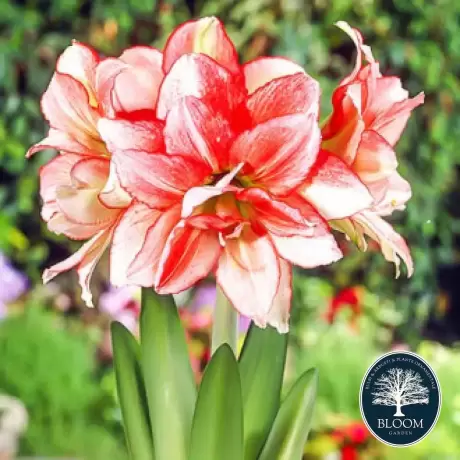 Bulbi de Amaryllis - Hippeastrum Double Record 