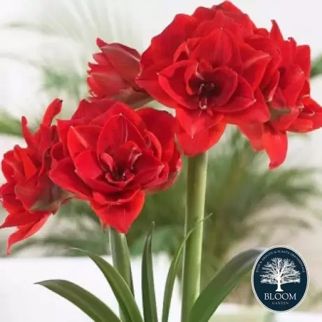 Bulbi de Amaryllis - Hippeastrum Double Nymph 