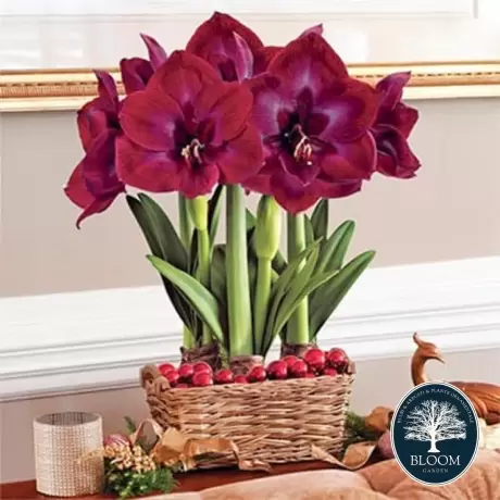 Bulbi de Amaryllis - Hippeastrum Grand Diva 