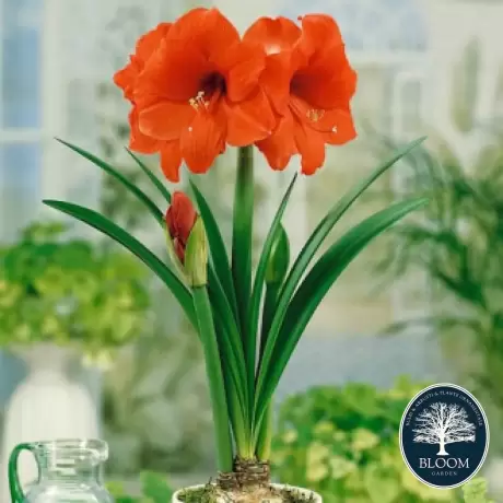 Bulbi de Amaryllis - Hippeastrum Park Orange 