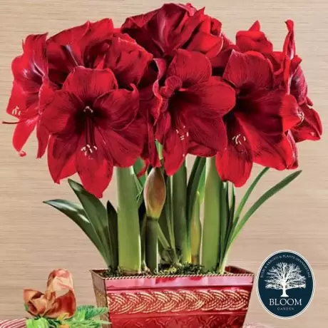 Bulbi de Amaryllis - Hippeastrum Royal Velvet 