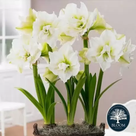 Bulbi de Amaryllis - Hippeastrum White Peacock 