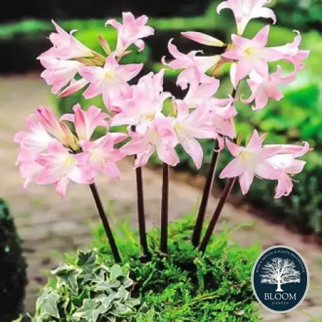 Bulbi de Amaryllis - Hippeastrum  Belladona