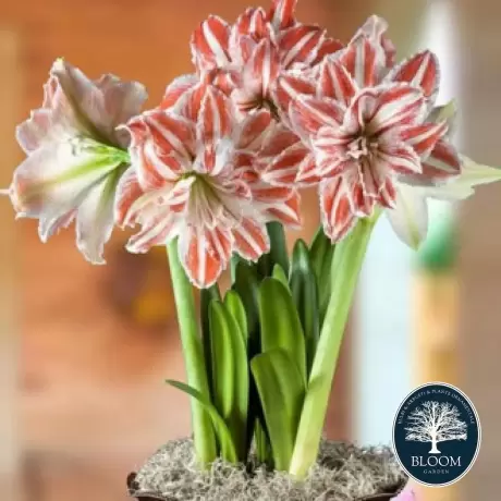 Bulbi de Amaryllis - Hippeastrum Dancing Queen 