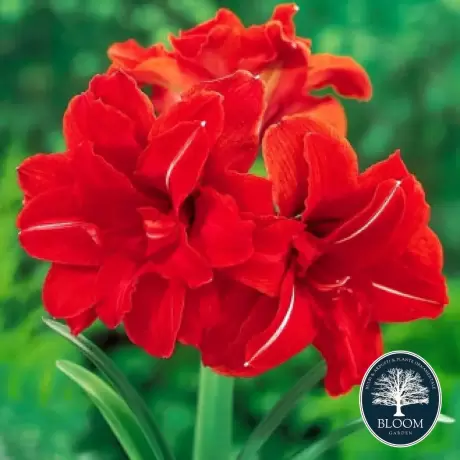 Bulbi de Amaryllis - Hippeastrum Double Dragon 