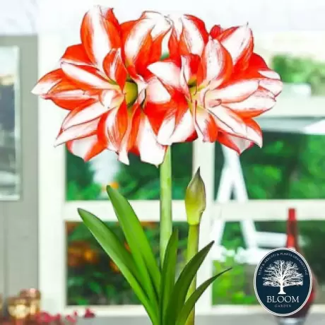 Bulbi de Amaryllis - Hippeastrum Exotic Peacock