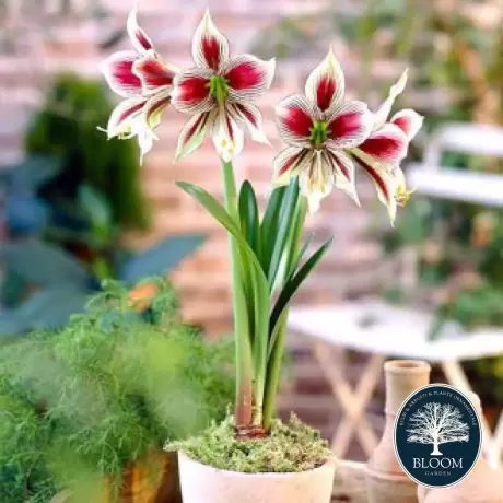 Bulbi de Amaryllis - Hippeastrum Papillio 