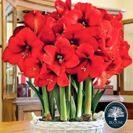 Bulbi de Amaryllis - Hippeastrum Park Red 