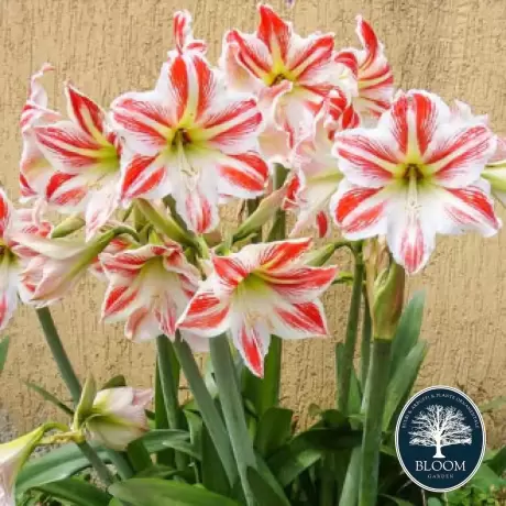 Bulbi de Amaryllis - Hippeastrum Park Striped 