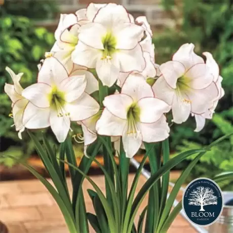 Bulbi de Amaryllis - Hippeastrum Picotee 