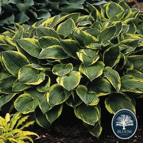 Hosta - Crin de toamna Aureomarginata