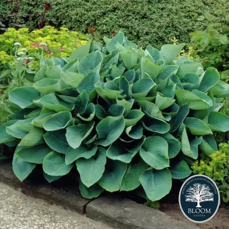 Hosta - Crin de toamna Elegans